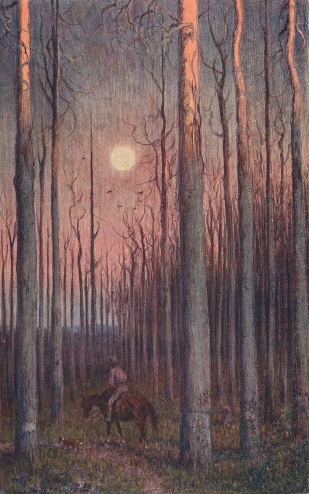 Forest, with trees ring-barked to kill them for clearing, Australia. SPENCE 1910